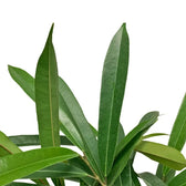 Ficus binnendijkii 'Amstel King' close-up of leaf on white background.