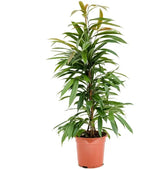 Ficus binnendijkii 'Amstel King' potted plant in nursery pot on white background.