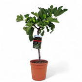 Ficus carica potted plant in nursery pot on white background.