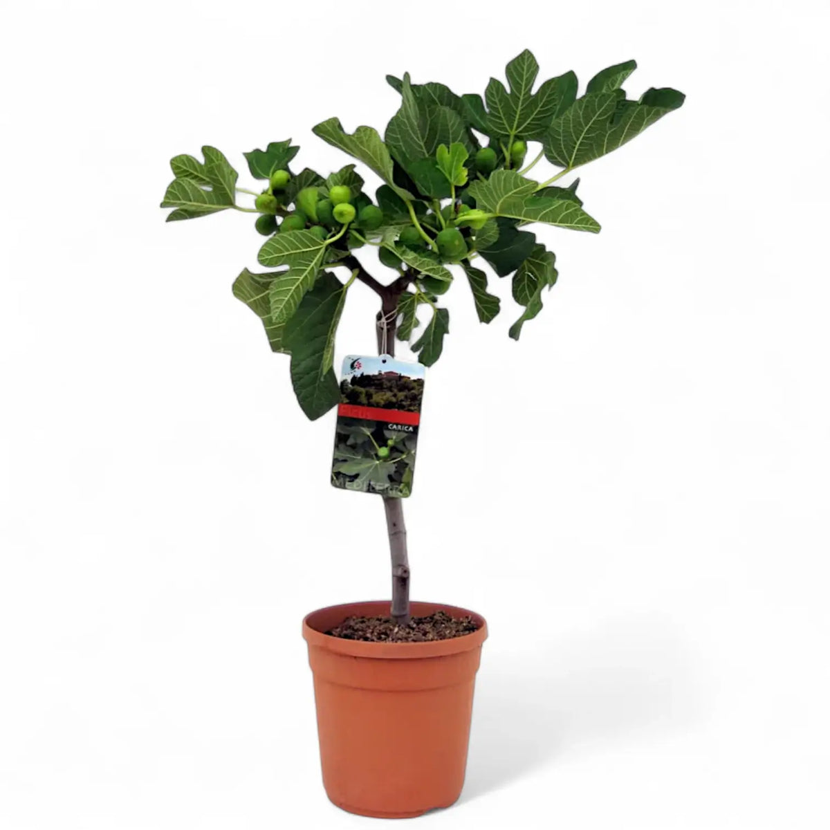 Ficus carica potted plant in nursery pot on white background.