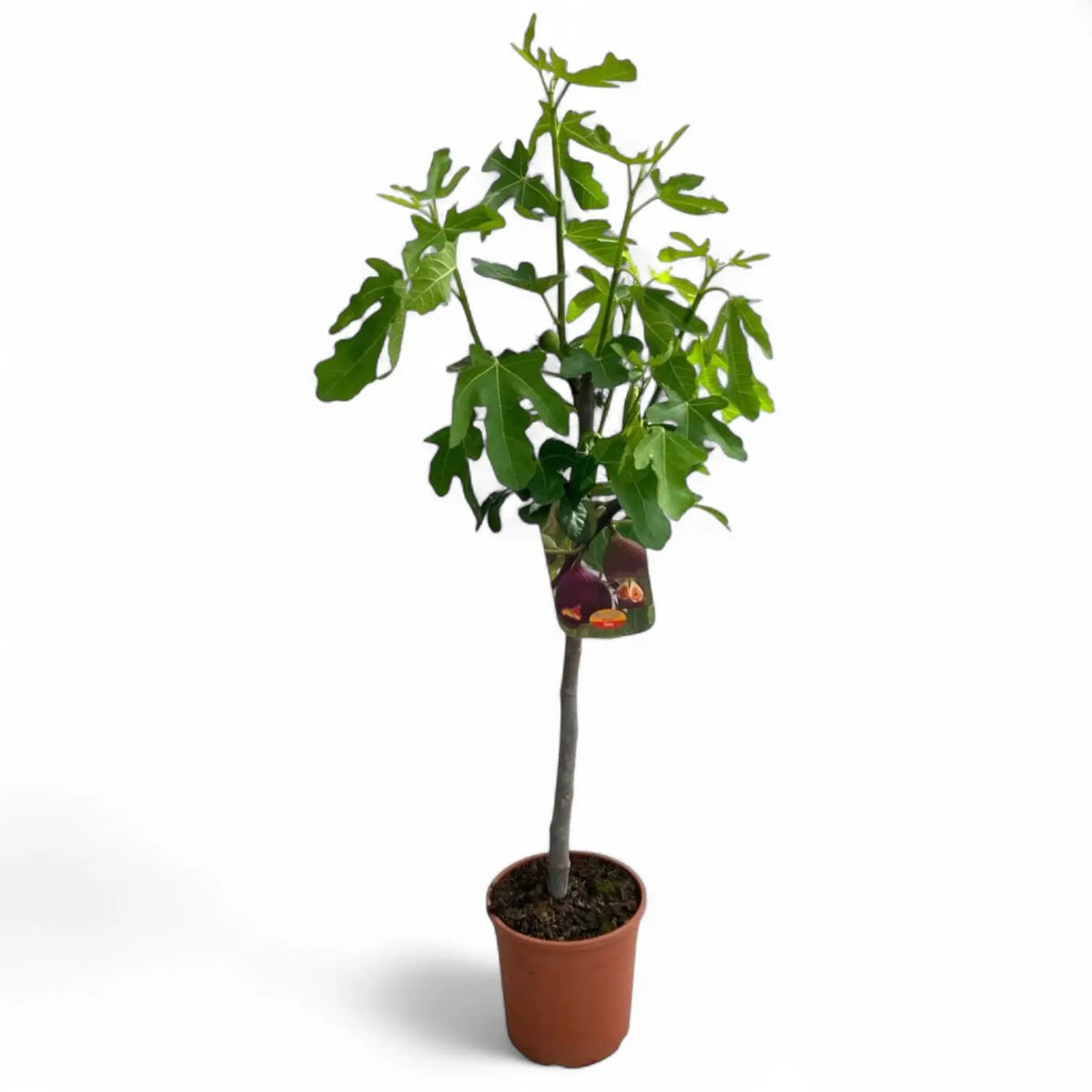 Ficus carica potted plant in nursery pot on white background.