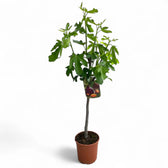 Ficus carica potted plant in nursery pot on white background.
