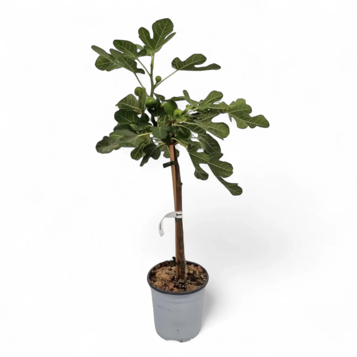 Ficus carica potted plant in nursery pot on white background.