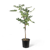 Ficus carica potted plant in nursery pot on white background.