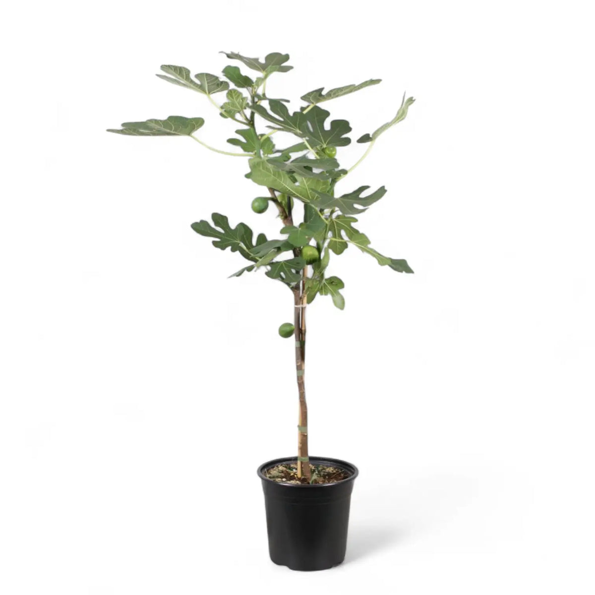 Ficus carica potted plant in nursery pot on white background.