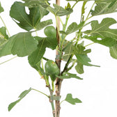 Ficus carica potted plant in nursery pot on white background.