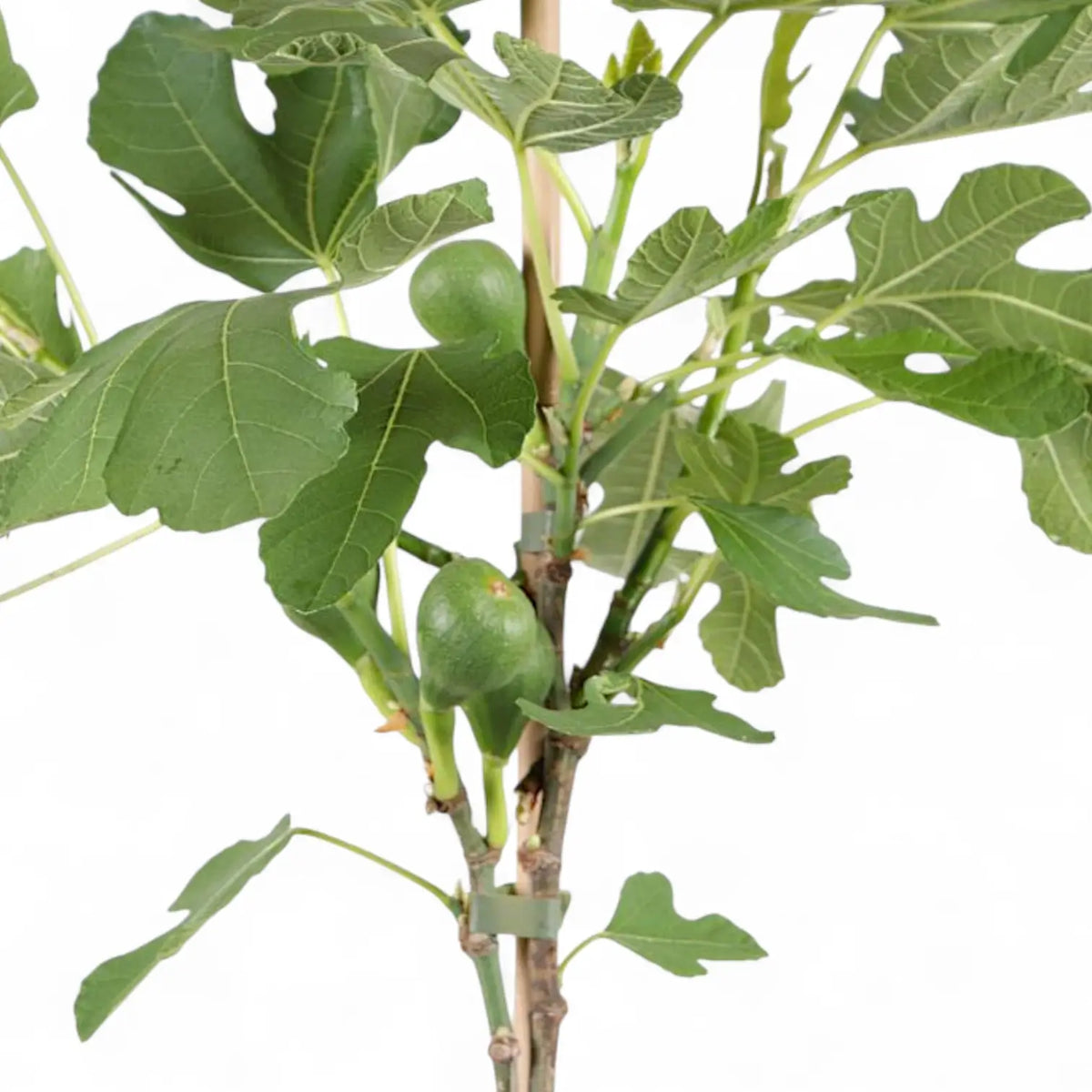 Ficus carica potted plant in nursery pot on white background.