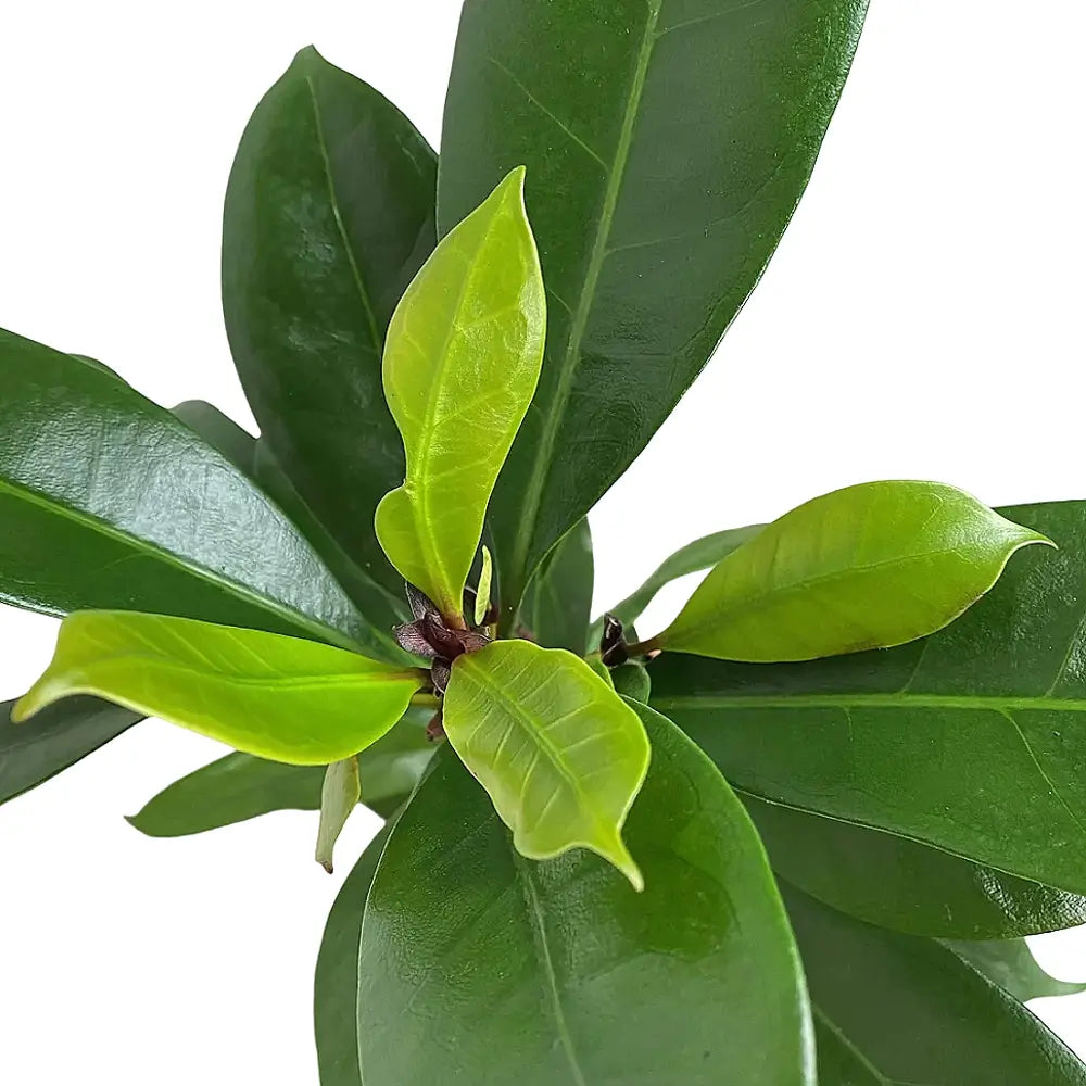 Ficus cyathistipula – Blattdetail vor weißem Hintergrund..