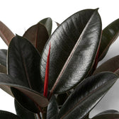 Close-up of Ficus elastica 'Abidjan' with glossy near-black leaves and a red new leaf