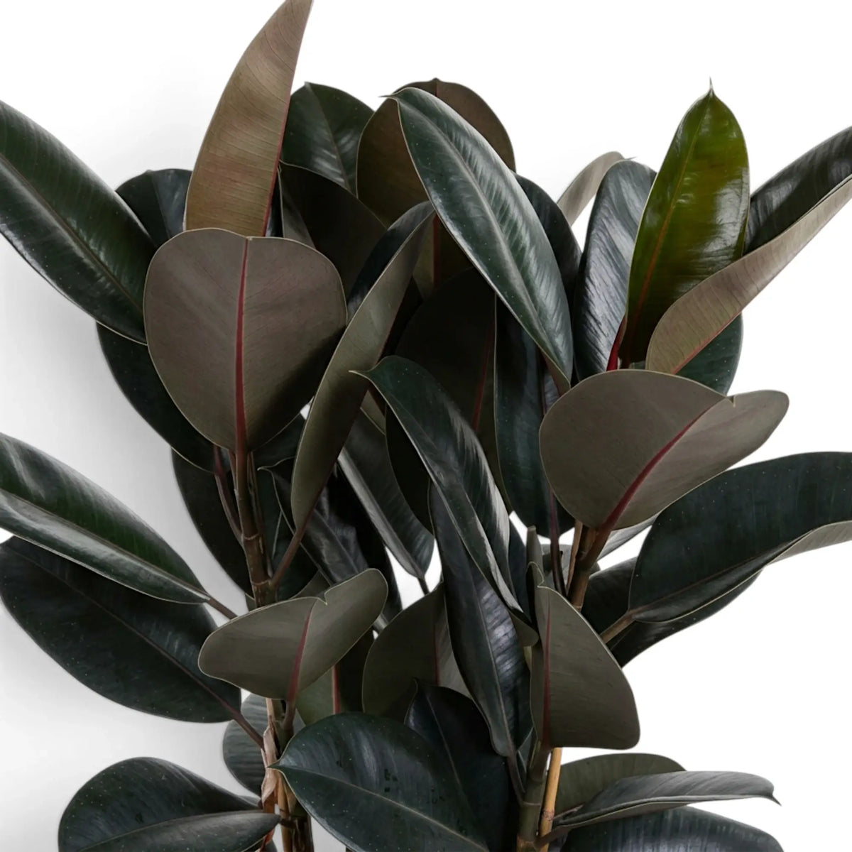 Close-up of Ficus elastica 'Abidjan' branches with glossy dark leaves and burgundy undersides