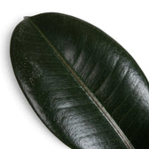 Single glossy Ficus elastica 'Abidjan' leaf showing its dark green surface and central vein
