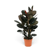 Large Ficus elastica 'Abidjan' with dense dark foliage in an orange nursery pot