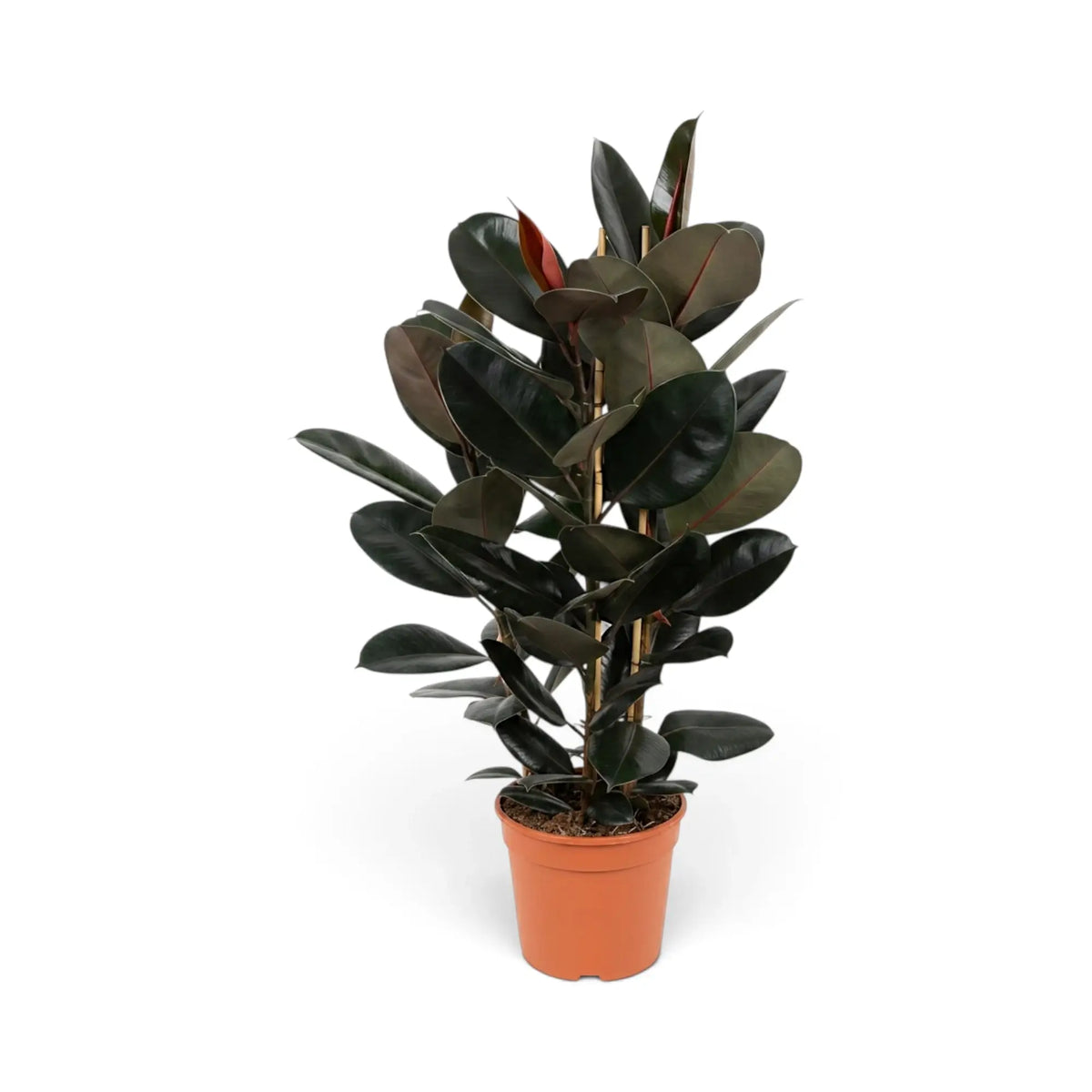 Large Ficus elastica 'Abidjan' with dense dark foliage in an orange nursery pot