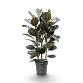 Large Ficus elastica 'Abidjan' with multiple upright stems and glossy burgundy-green leaves