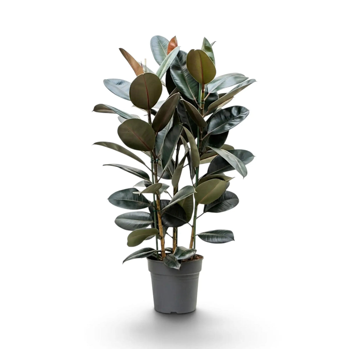 Large Ficus elastica 'Abidjan' with multiple upright stems and glossy burgundy-green leaves