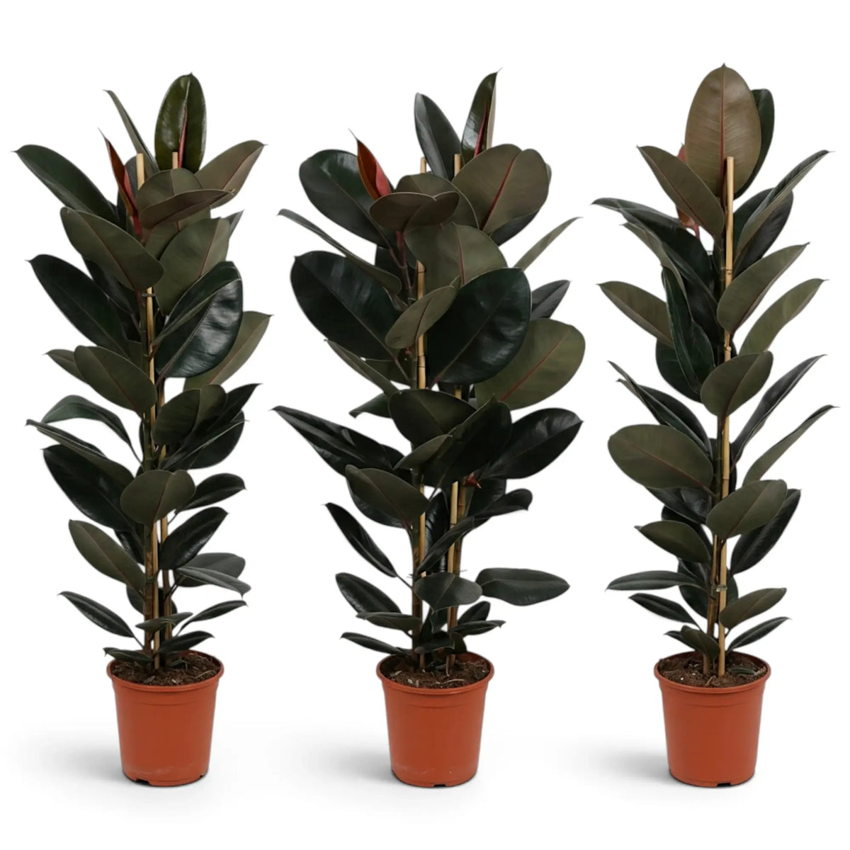 Three large Ficus elastica 'Abidjan' plants showing natural variation in height and shape
