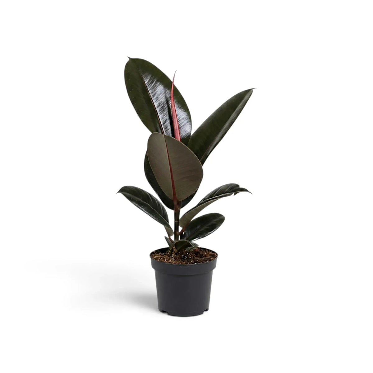 Medium Ficus elastica 'Abidjan' with spaced dark leaves and red midribs