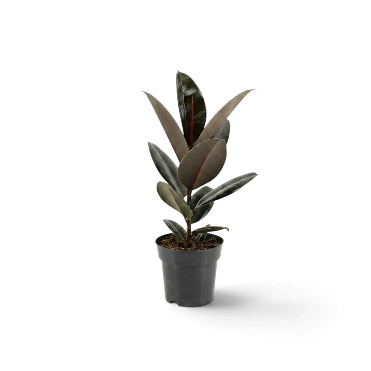 Medium Ficus elastica 'Abidjan' with upright dark leaves in a grey nursery pot