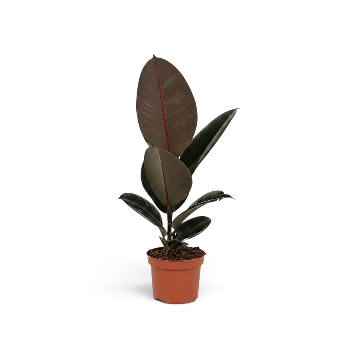 Medium Ficus elastica 'Abidjan' with broad dark leaves and deep burgundy undersides