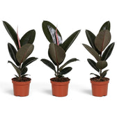 Three medium Ficus elastica 'Abidjan' plants showing natural variation in leaf size