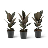 Three medium Ficus elastica 'Abidjan' plants showing natural variation in height and leaf spacing