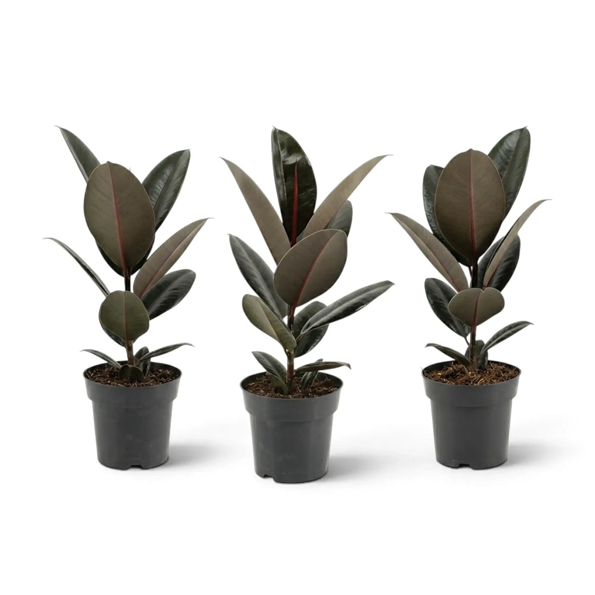 Three medium Ficus elastica 'Abidjan' plants showing natural variation in height and leaf spacing