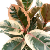 Cremefarben, grün und rotviolett gezeichnetes Blatt von Ficus elastica ‘Belize’