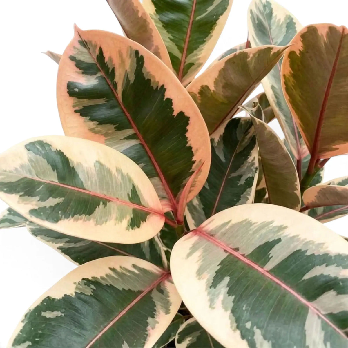 Cremefarben, grün und rotviolett gezeichnetes Blatt von Ficus elastica ‘Belize’