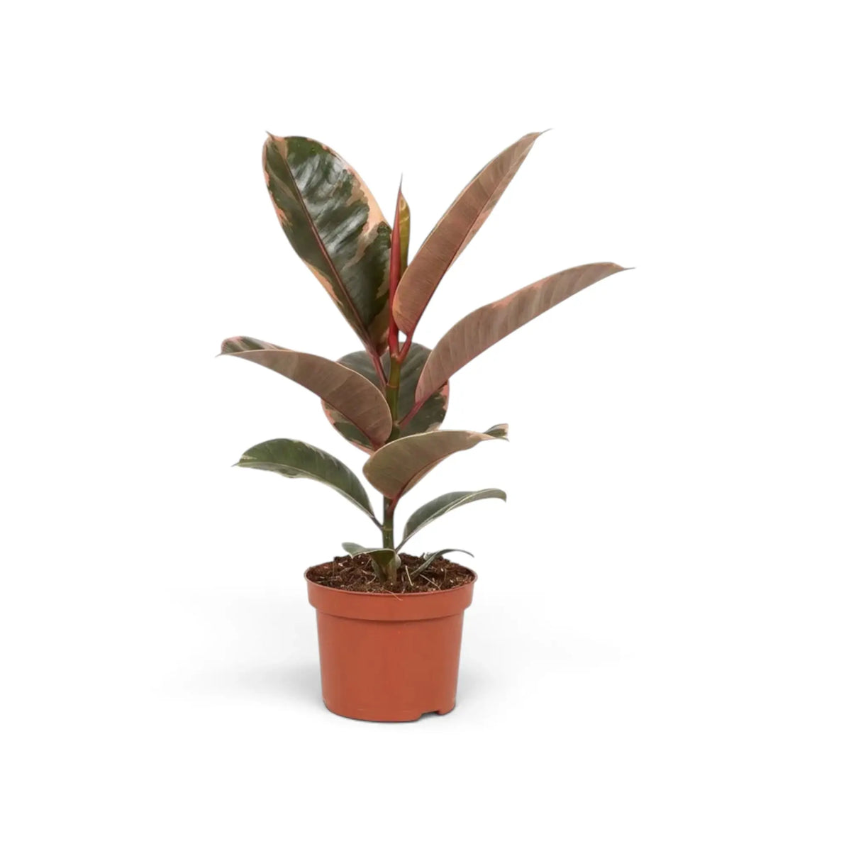 Ficus elastica ‘Belize’ im Kulturtopf mit cremefarben, grün und rotviolett gezeichneten Blättern