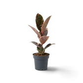 Ficus elastica ‘Belize’ im Kulturtopf mit cremefarben, grün und rotviolett gezeichneten Blättern