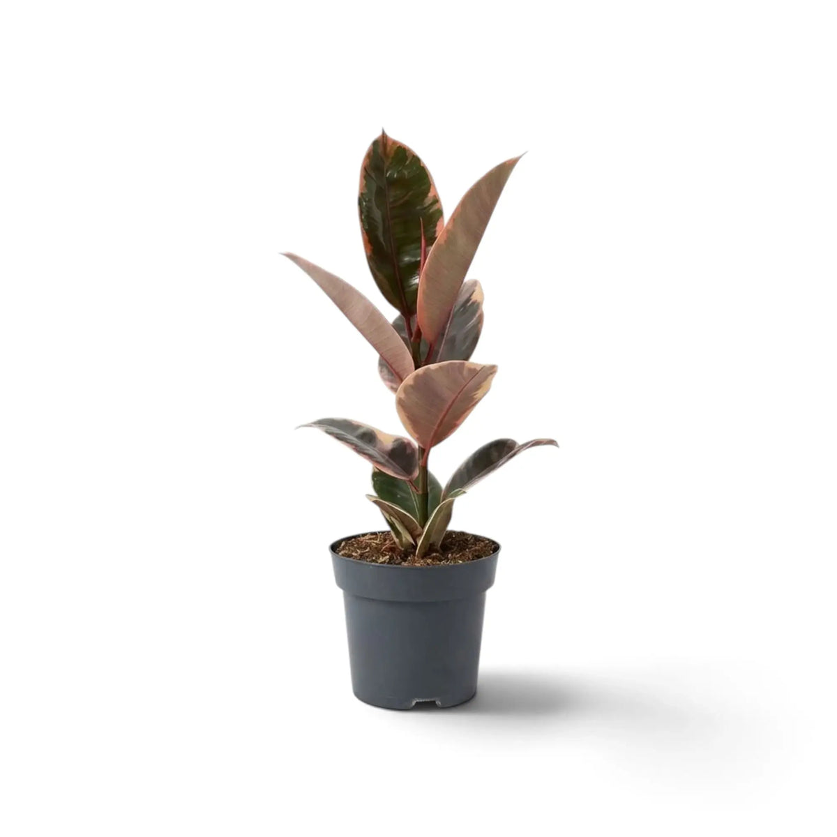 Ficus elastica ‘Belize’ im Kulturtopf mit cremefarben, grün und rotviolett gezeichneten Blättern