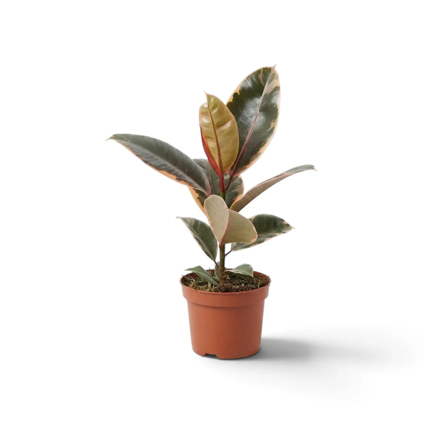 Ficus elastica ‘Belize’ with cream, green and red-purple leaves in a nursery pot