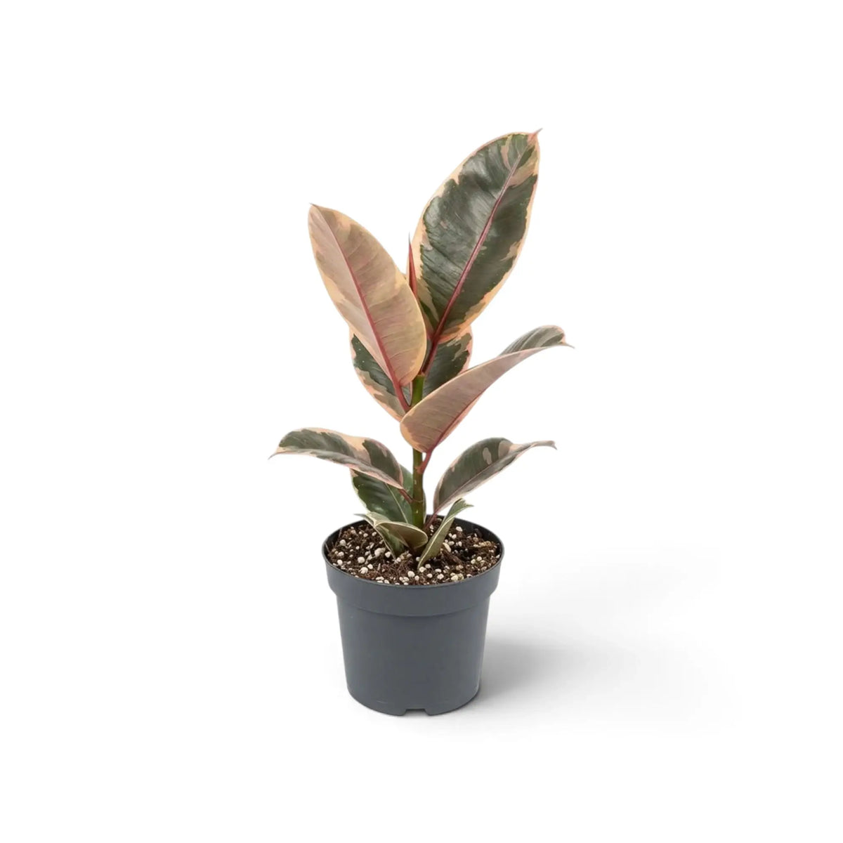 Ficus elastica ‘Belize’ im Kulturtopf mit cremefarben, grün und rotviolett gezeichneten Blättern