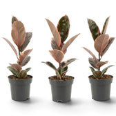 Ficus elastica ‘Belize’ im Kulturtopf mit cremefarben, grün und rotviolett gezeichneten Blättern