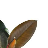 Ficus elastica ‘Cloe’ – Blattdetail vor weißem Hintergrund..