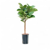 Ficus elastica ‘Cloe’ Zimmerpflanze im Anzuchttopf vor weißem Hintergrund, Produktfoto 2.