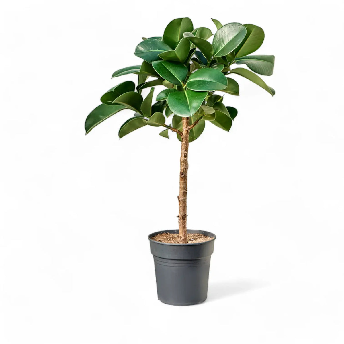 Ficus elastica ‘Cloe’ Zimmerpflanze im Anzuchttopf vor weißem Hintergrund, Produktfoto 3.