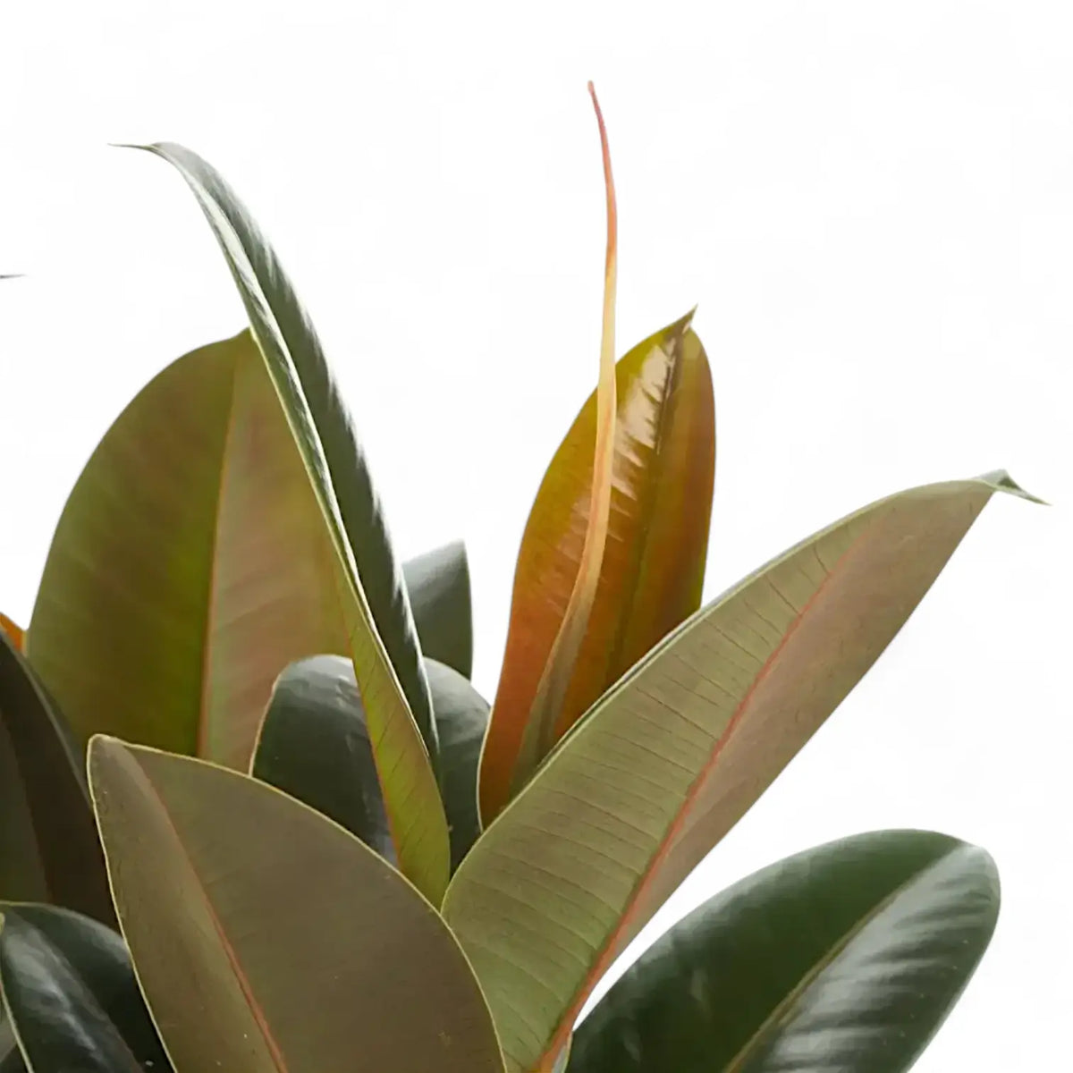 Nahaufnahme eines Blatts von Ficus elastica 'Melany' vor weißem Hintergrund.