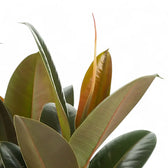 Nahaufnahme eines Blatts von Ficus elastica 'Melany' vor weißem Hintergrund.