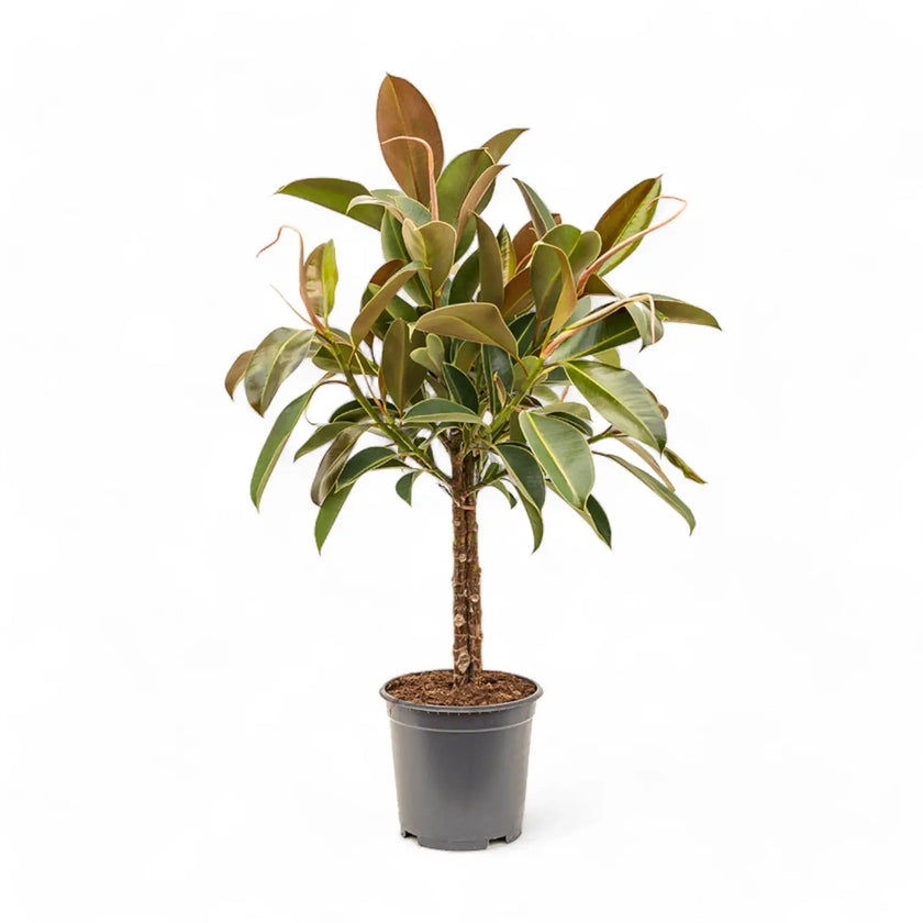 Ficus elastica 'Melany' potted plant in nursery pot on white background.