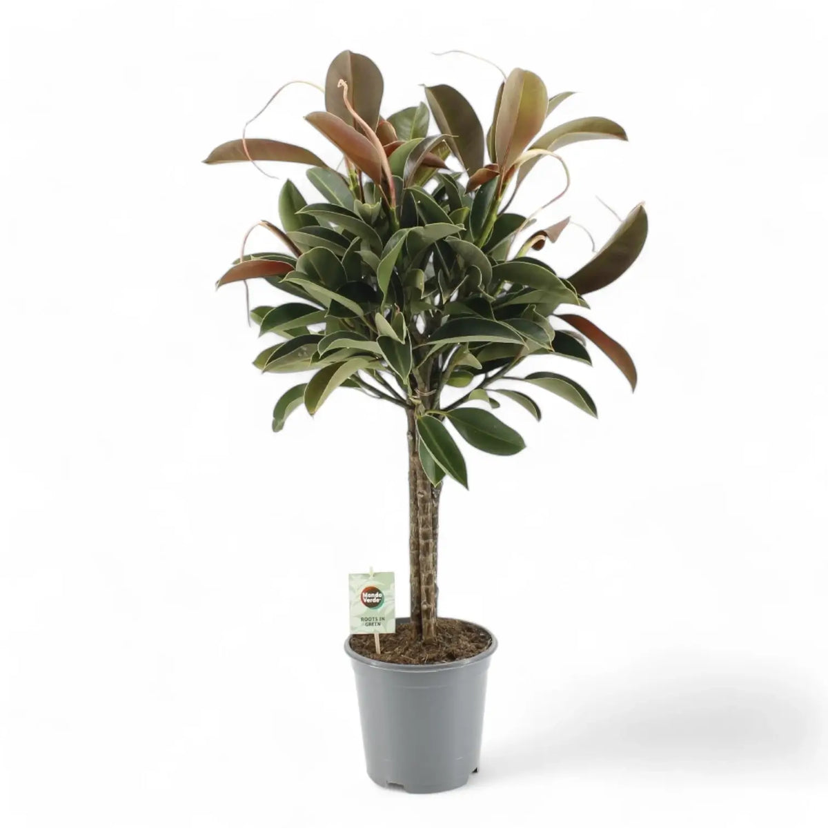 Ficus elastica 'Melany' – Topfpflanze im Kulturtopf vor weißem Hintergrund, Produktfoto 3.