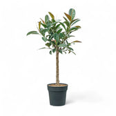 Ficus elastica 'Melany' – Topfpflanze im Kulturtopf vor weißem Hintergrund, Produktfoto 4.