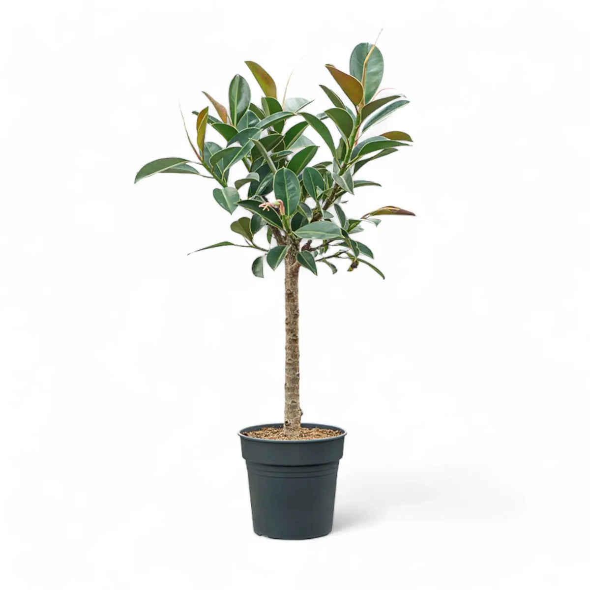 Ficus elastica 'Melany' – Topfpflanze im Kulturtopf vor weißem Hintergrund, Produktfoto 4.