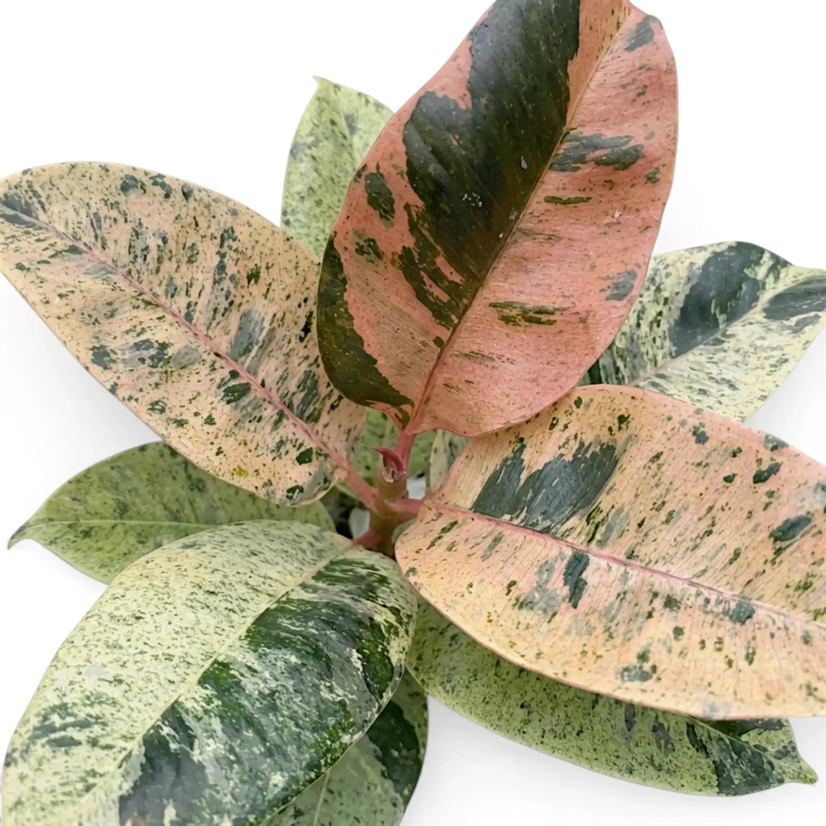 Close-up of Ficus elastica 'Shivereana Moonshine' leaves marbled in cream, green and coral pink