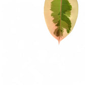 Ficus elastica 'Tineke' potted plant in nursery pot on white background.