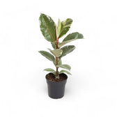 Ficus elastica 'Tineke' potted plant in nursery pot on white background.