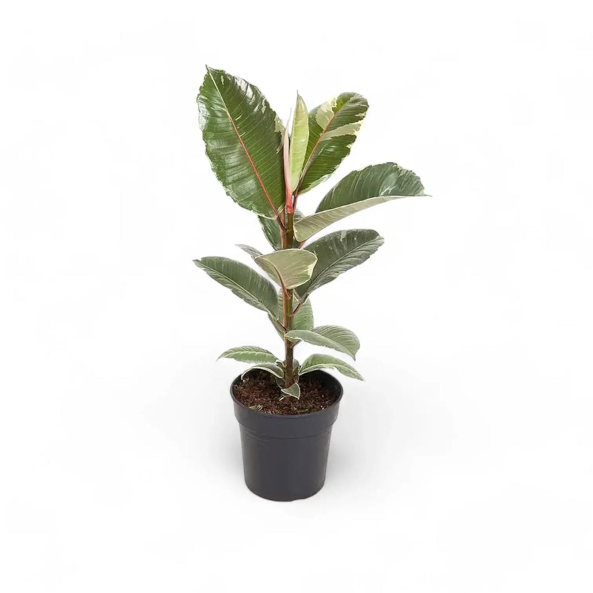 Ficus elastica 'Tineke' potted plant in nursery pot on white background.