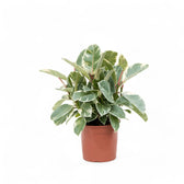Ficus elastica 'Tineke' potted plant in nursery pot on white background.
