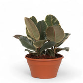 Ficus elastica 'Tineke' potted plant in nursery pot on white background.