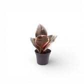 Ficus elastica 'Tineke' potted plant in nursery pot on white background.